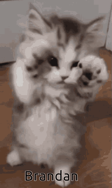a kitten standing on its hind legs with the name brandan written on the bottom