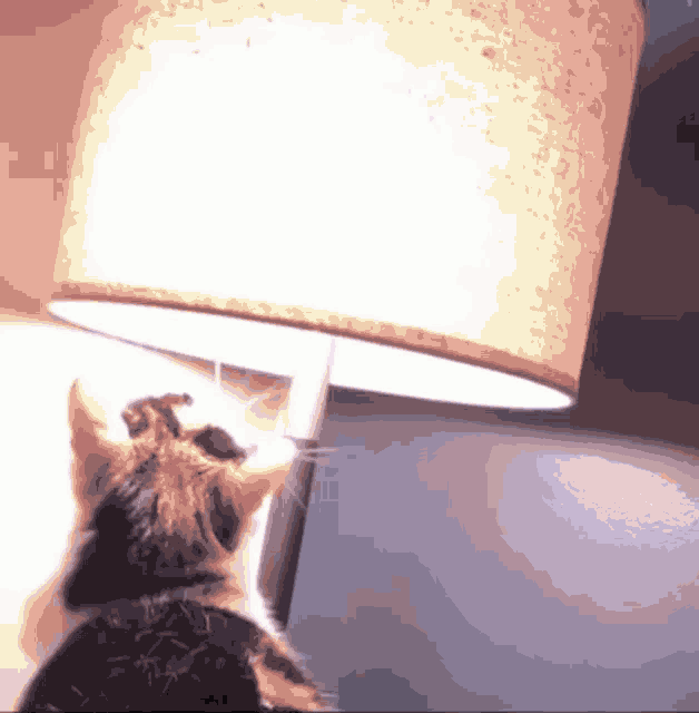 Cat Lamp Lamp GIF - Cat Lamp Lamp Cat GIFs
