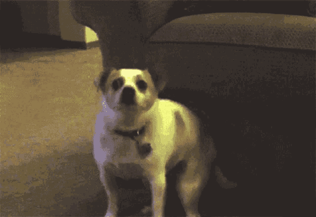 a small dog standing next to a couch and looking up