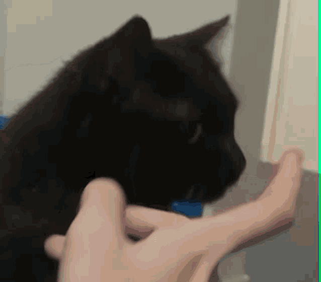a close up of a person petting a black cat 's head .