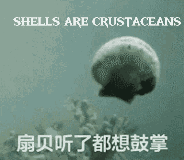 Shell Crustaceans GIF - Shell Crustaceans Shells Are Crustaceans GIFs
