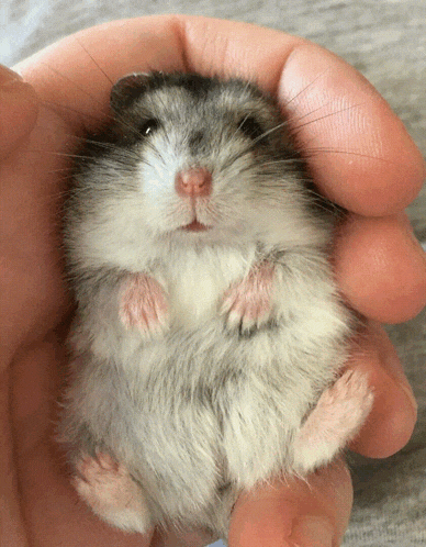 a person holds a small hamster in their hand
