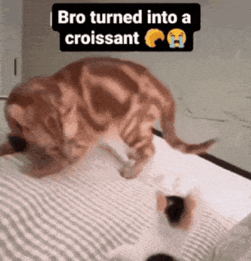 a cat is playing with a croissant while another cat looks on .