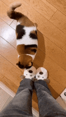 a cat is standing on a person 's feet wearing slippers