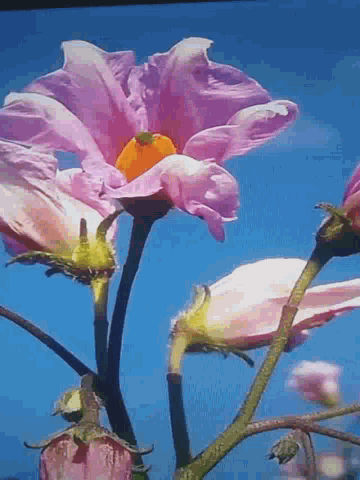 Flower Pink Flower GIF - Flower Pink Flower Nature GIFs