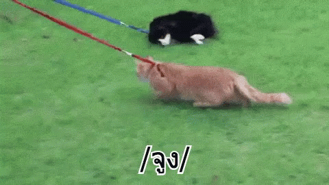 จูง แมว GIF - Cats Leash Pulled GIFs