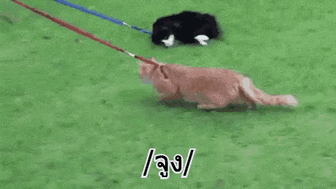 a cat is walking another cat on a leash in a field .