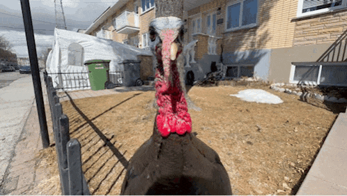 a turkey standing in front of a brick building with a green trash can in the background