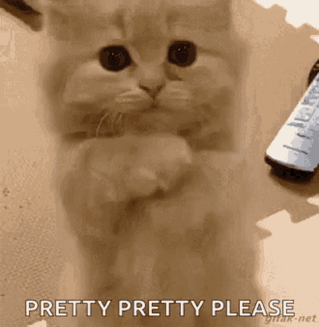 Kitten Cat GIF - Kitten Cat Pretty GIFs