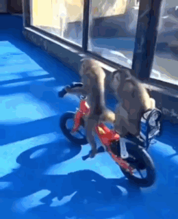 Mrandle Monkey GIF - Mrandle Monkey Monkey Bikes GIFs
