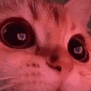 a close up of a cat 's face with red eyes looking at the camera .