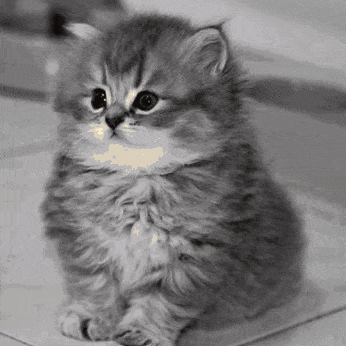 a black and white photo of a fluffy kitten sitting on the floor