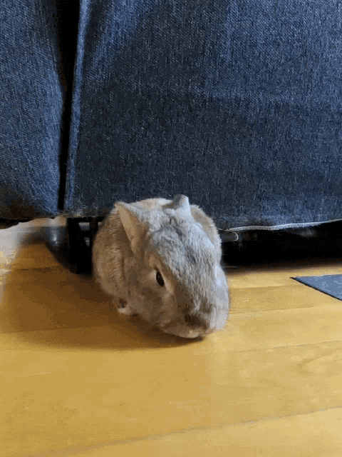 a small rabbit is sitting under a couch