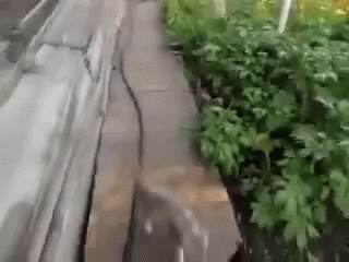 How To Get Your #cat Inside (Requires Cute #dog) GIF - Dogs Cats Lol GIFs