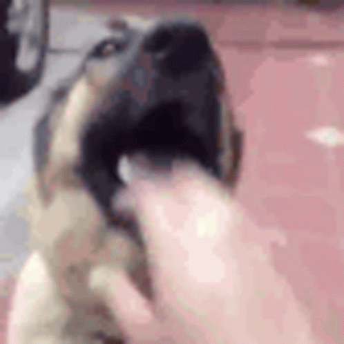 Dog Hand Moment GIF - Dog Hand Moment GIFs