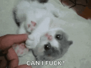 a person is petting a kitten on its back with the words `` can i fuck '' written next to it .