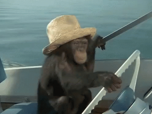 Driving Monkey Funny Animals GIF - Driving Monkey Funny Animals Monkeys GIFs