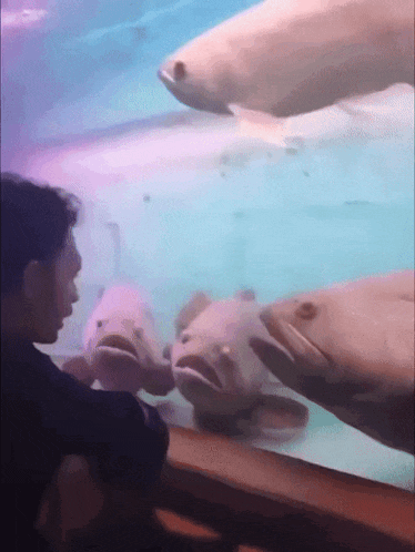 a man petting a fish in an aquarium while another fish looks on