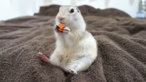 Squirrel Eating Carrot GIF - Eletter GIFs