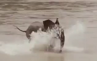 Baby Elephant Swimming GIF - Baby Elephant Swimming Summer GIFs