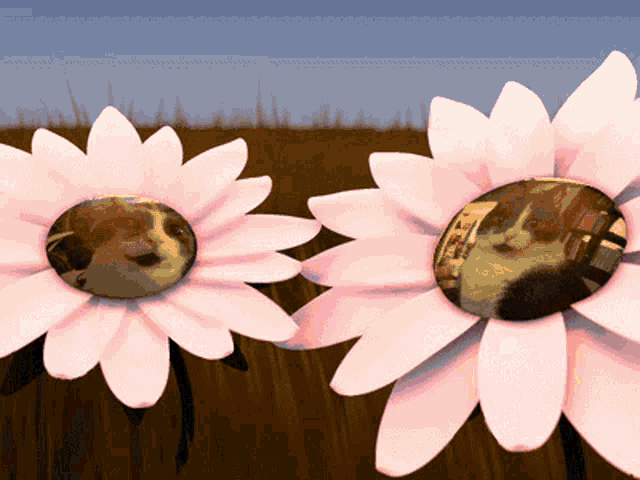two pink daisies with a picture of a cat on the center