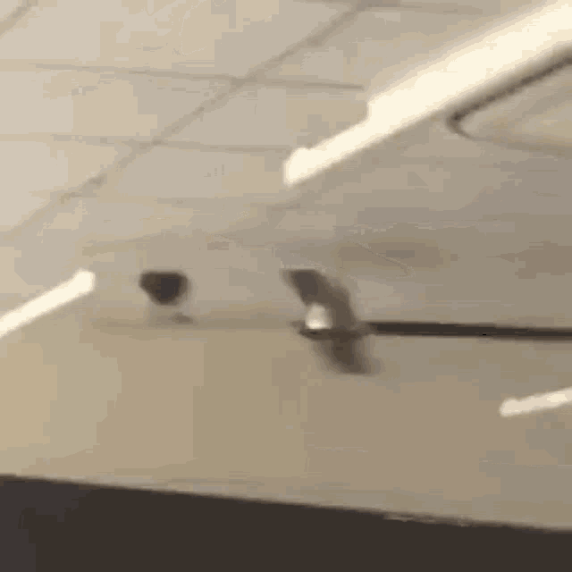 Crow Spin GIF