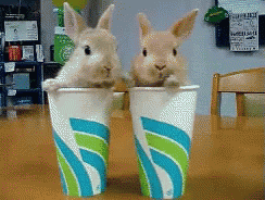 Just Hanging Out In Cups GIF - Bunnies Rabbits Cups GIFs