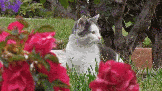 Wtf Surprised GIF - Wtf Surprised Cat GIFs