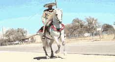 Horse Charro GIF - Horse Charro Caballo GIFs