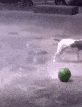 a dog is playing with a green ball on a sidewalk .