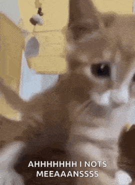 Kitten Hit Kitten Hitting GIF - Kitten Hit Kitten Hitting Kitten Hitting Camera GIFs