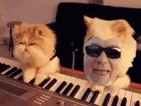 Cat Piano GIF - Cat Piano Sunglasses GIFs