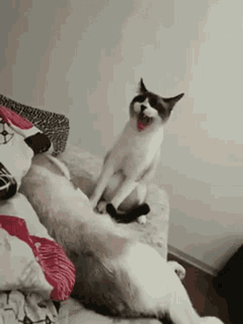 a black and white cat is sitting on a bed with another cat