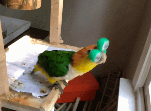 Bird Confused GIF - Bird Confused Look GIFs