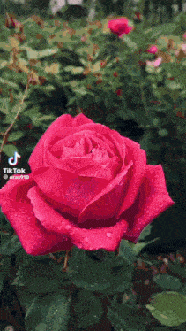 a close up of a red rose with water drops on it surrounded by snowflakes .