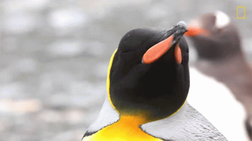 Looking Around National Geographic GIF