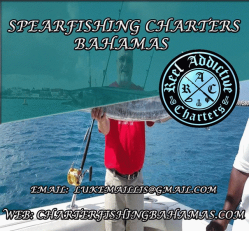 Spearfishing Charters Bahamas Deep Sea Fishing Bahamas GIF - Spearfishing Charters Bahamas Deep Sea Fishing Bahamas Best Charter Fishing GIFs