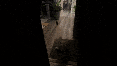 a cat is standing on its hind legs in front of a door