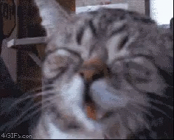 Cute Laughing Cat GIF - Cute Laughing Cat Good Vibes GIFs