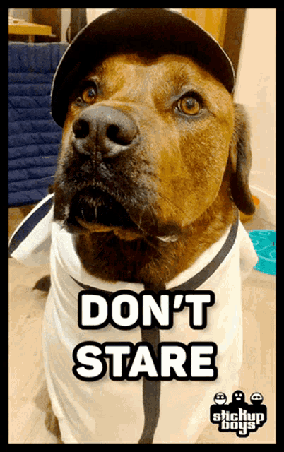 a dog wearing a hat and a shirt that says ' don 't stare ' on it