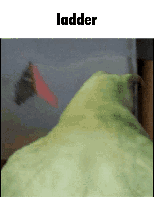 a picture of a green object with the word ladder underneath it