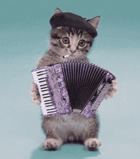 a kitten wearing a black hat is holding an accordion