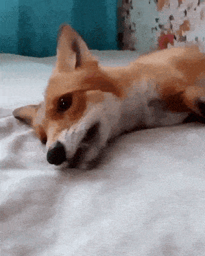 a fox is laying on its back on a bed and looking at the camera
