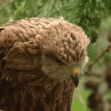 Scratching My Head Red Kite GIF - Scratching My Head Red Kite Robert E Fuller GIFs