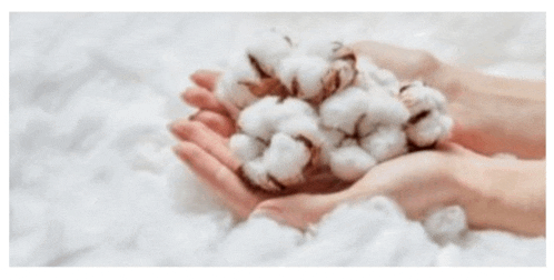 a person is holding a pile of cotton balls in their hands .