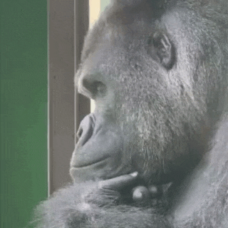 Gorilla Think GIF - Gorilla Think GIFs