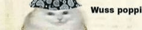Wuss Poppi Cat GIF - Wuss Poppi Cat GIFs