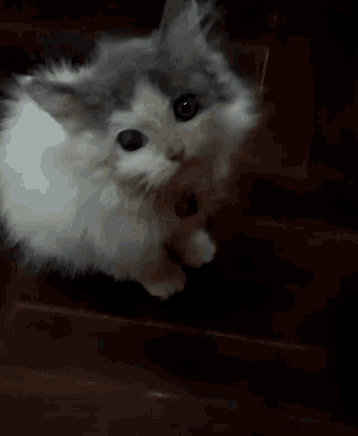 a gray and white cat with a red bell around its neck