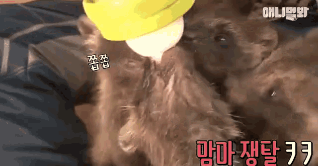 a dog drinking milk from a yellow bottle with chinese writing on it