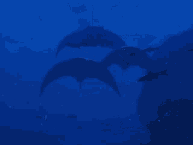 a group of sharks are swimming in a large body of water